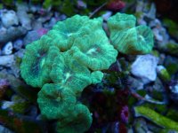 010. Caulastrea - 03.00 Inch -QT.jpg