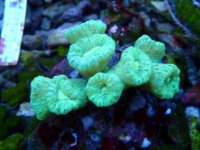 013. Caulastrea - 03.00 Inch - AQT.jpg