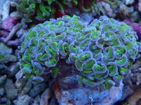 016. Euphyllia ancora - 03.00 Inch - AQT.jpg