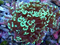 014. Euphyllia ancora - 03.00 Inch - AQT.jpg