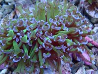 015. Euphyllia ancora - 03.00 Inch - AQT.jpg