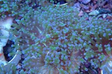 020. Euphyllia cristata - 04.00 Inch - AQT.jpg