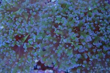 021. Euphyllia cristata - 05.00 Inch -AQT.jpg