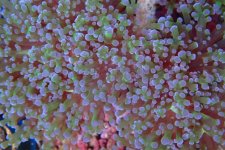 022. Euphyllia cristata - 05.00 Inch -AQT.jpg