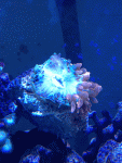 anemone.gif