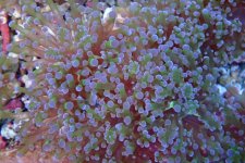 023. Euphyllia cristata - 05.00 Inch -AQT.jpg