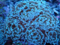 025. Euphyllia paraancora - 04.00 Inch - AQT.jpg