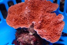 033. Montipora - 03.00 Inch - AQT.jpg