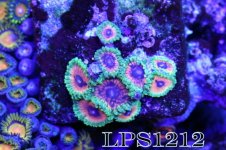 161782d1404934346-some-my-gems-large-polyp-stony-have-large-soft-polyps-corals-img_7411.jpeg