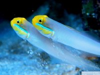 GOLDEN HEAD GOBY.jpg