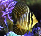 sailfin tang.jpg