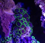 ImageUploadedByReefs2015-02-16 18:18:25 EST.jpg