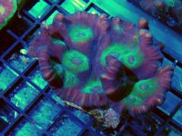 DSCN1353_zps0462e3f4.jpg