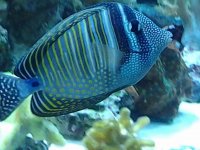 desjardini_zpse68dd61c.jpg