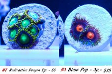 corals 3.jpg