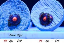 corals4.jpg