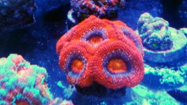 acan.jpg