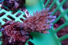 290. Acropora - 03.00 Inch - USD. 10.00.jpg