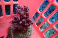 292. Acropora - 03.00 Inch - USD. 10.00.jpg