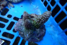 296. Acropora - 03.00 Inch - USD. 10.00.jpg