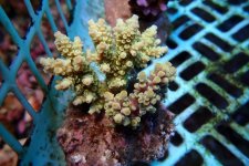 300. Acropora - 03.00 Inch - USD. 12.00.jpg