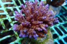 303. Acropora - 03.00 Inch - USD. 12.00.jpg