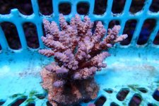 311. Acropora - 03.00 Inch - USD. 12.00.jpg