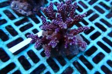 325. Acropora - 03.00 Inch - USD. 12.00.jpg