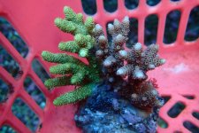 359. Acropora - 03.00 Inch - USD. 12.00.jpg