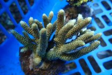 392. Acropora - 03.00 Inch - USD. 12.00.jpg