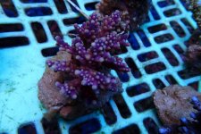 397. Acropora - 03.00 Inch - USD. 13.00.jpg