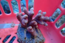 406. Acropora - 03.00 Inch - USD. 13.00.jpg