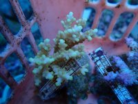 146. Acropora - 03.00 Inch - USD. 13.00.jpg