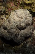 what coral is this - daylight in grand Cayman (1 of 1).jpg