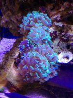 hammer coral $30 .jpg