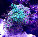 mixed zoa polyps coral $20.jpg