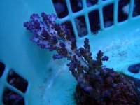 206. Acropora.jpg