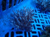 213. Acropora - 04.00 Inch.jpg