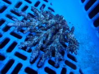 214. Acropora - 04.00 Inch.jpg