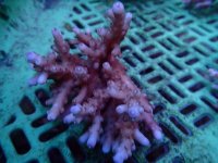 233. Acropora - 05.00 Inch.jpg