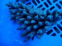 234. Acropora - 05.00 Inch.jpg