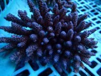 264. Acropora - 06.00 Inch.jpg