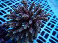 265. Acropora - 06.00 Inch.jpg