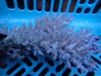 267. Acropora - 06.00 Inch.jpg