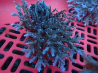 274. Acropora - 06.00 Inch.jpg