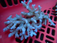 277. Acropora - 06.00 Inch.jpg