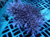 295. Acropora - 07.00 Inch.jpg