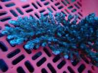 301. Acropora - 07.00 Inch.jpg