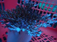 302. Acropora - 07.00 Inch.jpg