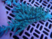 303. Acropora - 07.00 Inch.jpg